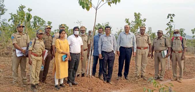 అటవీ పునరుద్ధరణకు ప్రత్యేక చర్యలు