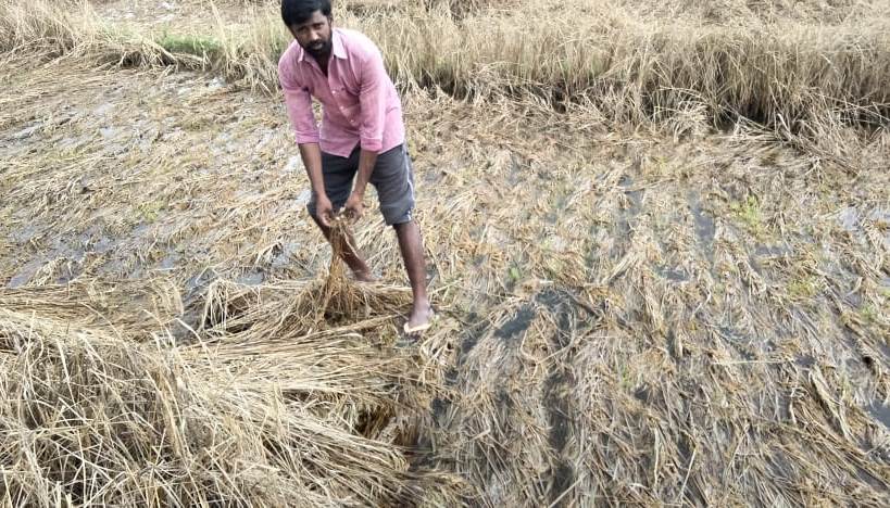 ఆవిరైపోతున్న రైతుల ఆశలు